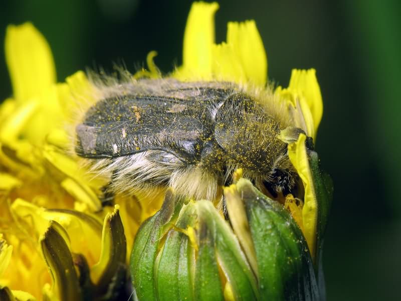 Tropinota hirta (Poda, 1761)